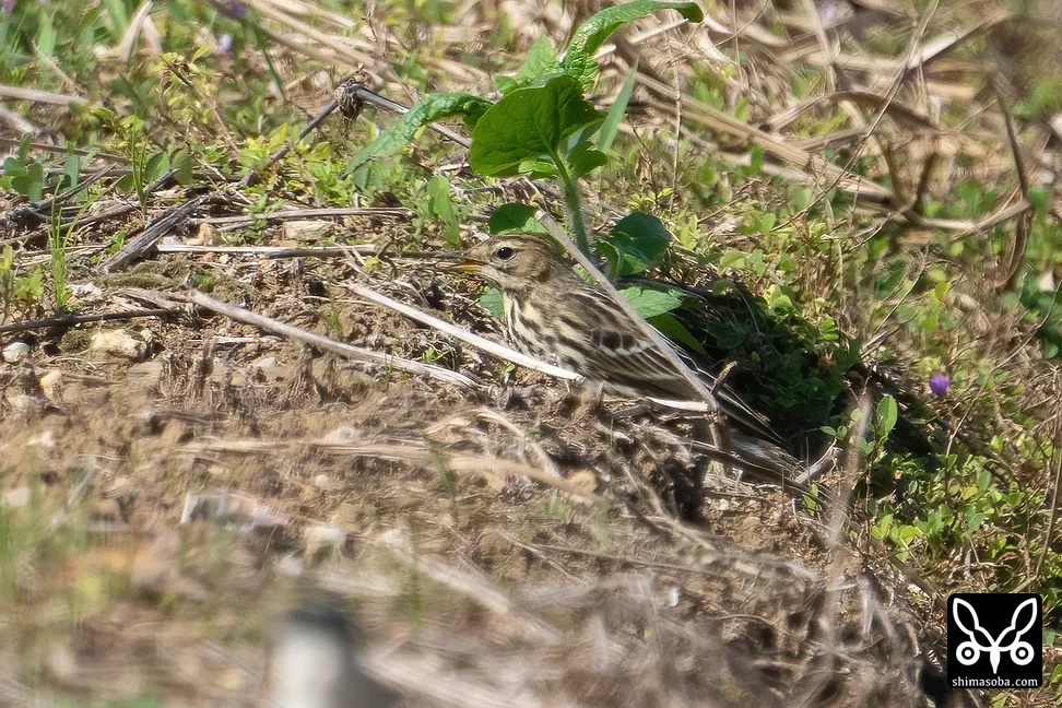 ムネアカタヒバリ