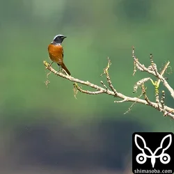 ジョウビタキのオス。