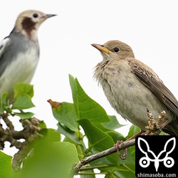 バライロムクドリ幼鳥(右)。ほぼ幼羽ですが、第1回冬羽が少し出ています。