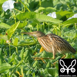 ヨシゴイ幼鳥。西日に照らされた美しい幼羽。最高です。