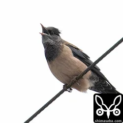 バライロムクドリ成鳥冬羽。冠羽も少し見えています。