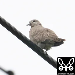 ベニバト
