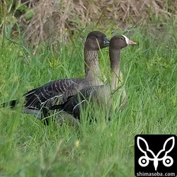 カリガネ、ヒシクイ、オオヒシクイ、マガン飛来