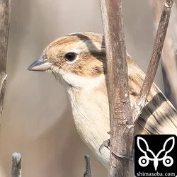 シベリアジュリン