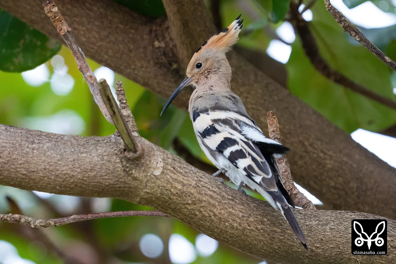 ヤツガシラ