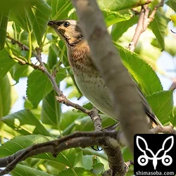 ハチジョウツグミ
