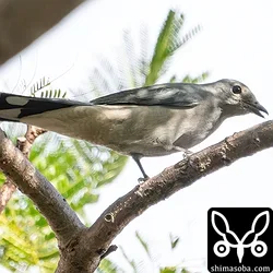 アサクラサンショウクイ