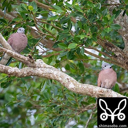 ベニバトのオス。左が第1回冬羽で右は成鳥。