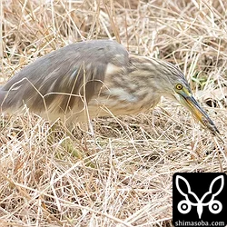 田んぼでジャワアカガシラサギ、ソリハシセイタカシギなど