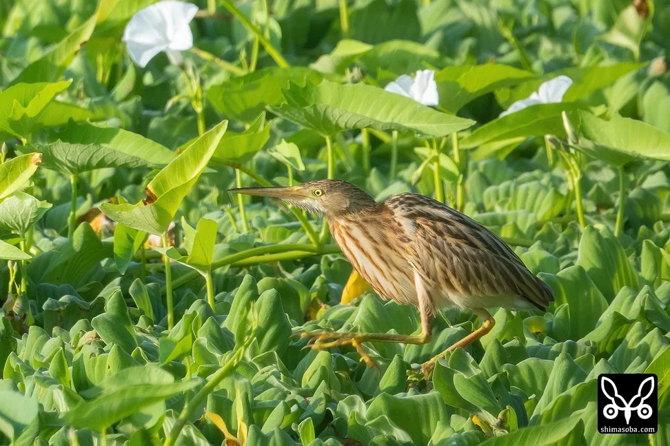 ヨシゴイ