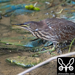 リュウキュウヨシゴイ幼鳥。こちらは石垣島など沖縄では留鳥なので一年中見られます。