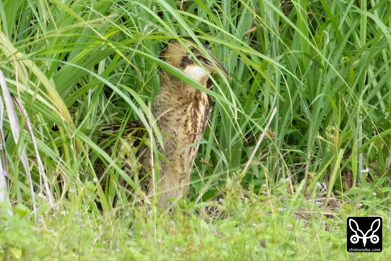 サンカノゴイ