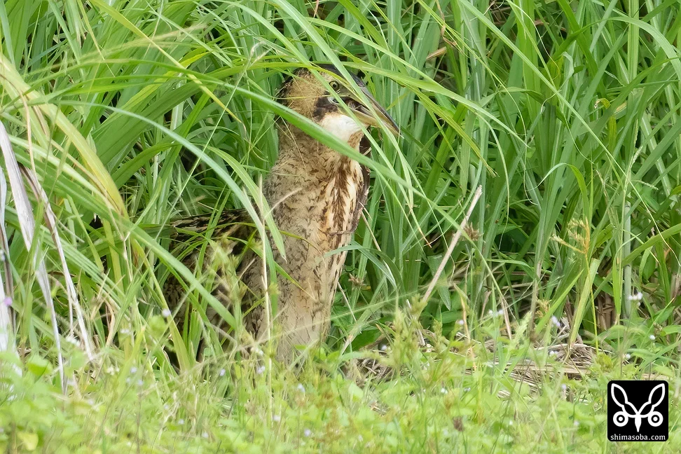サンカノゴイ