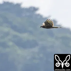 チュウヒ