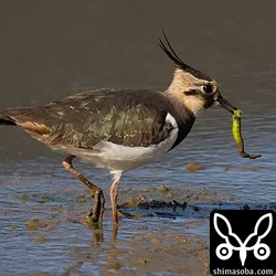 タゲリ