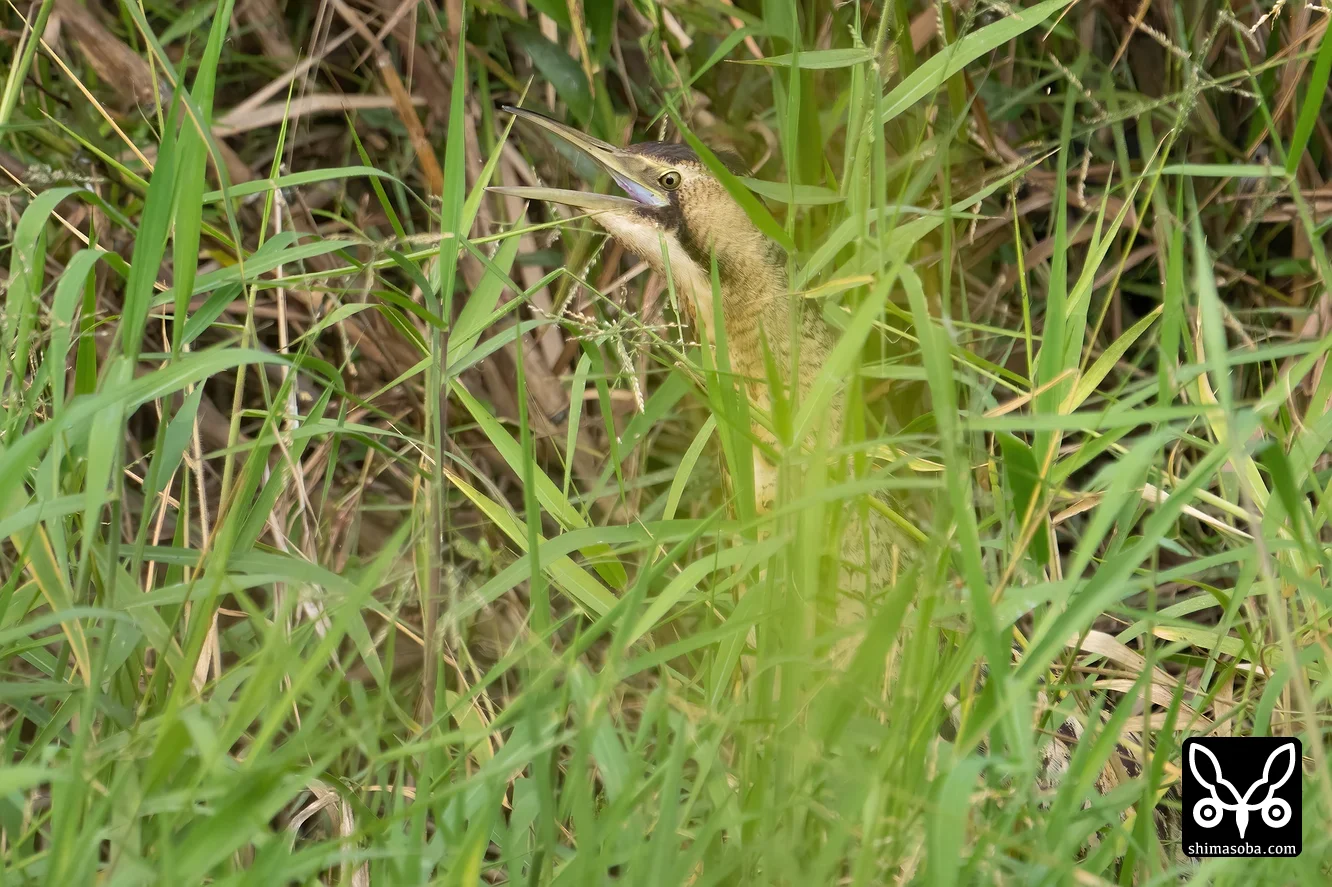 サンカノゴイ