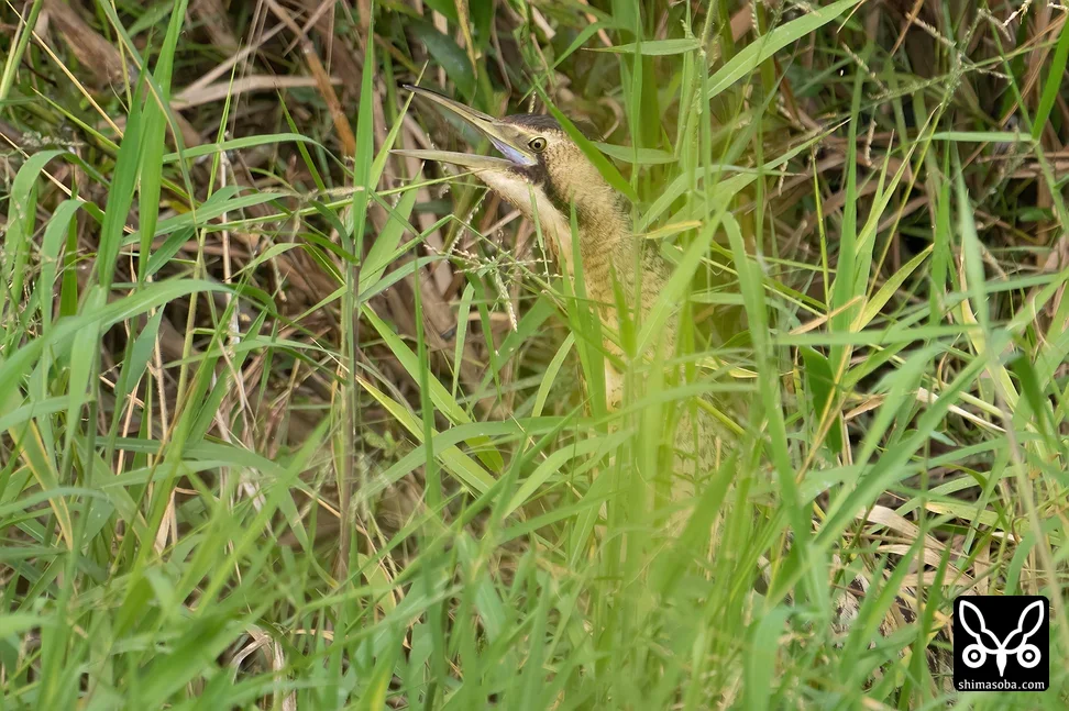 サンカノゴイ