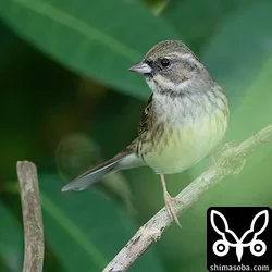 シベリアアオジ