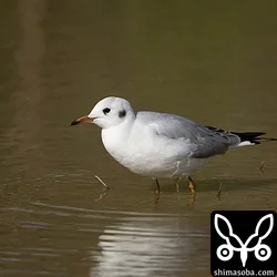 ユリカモメ