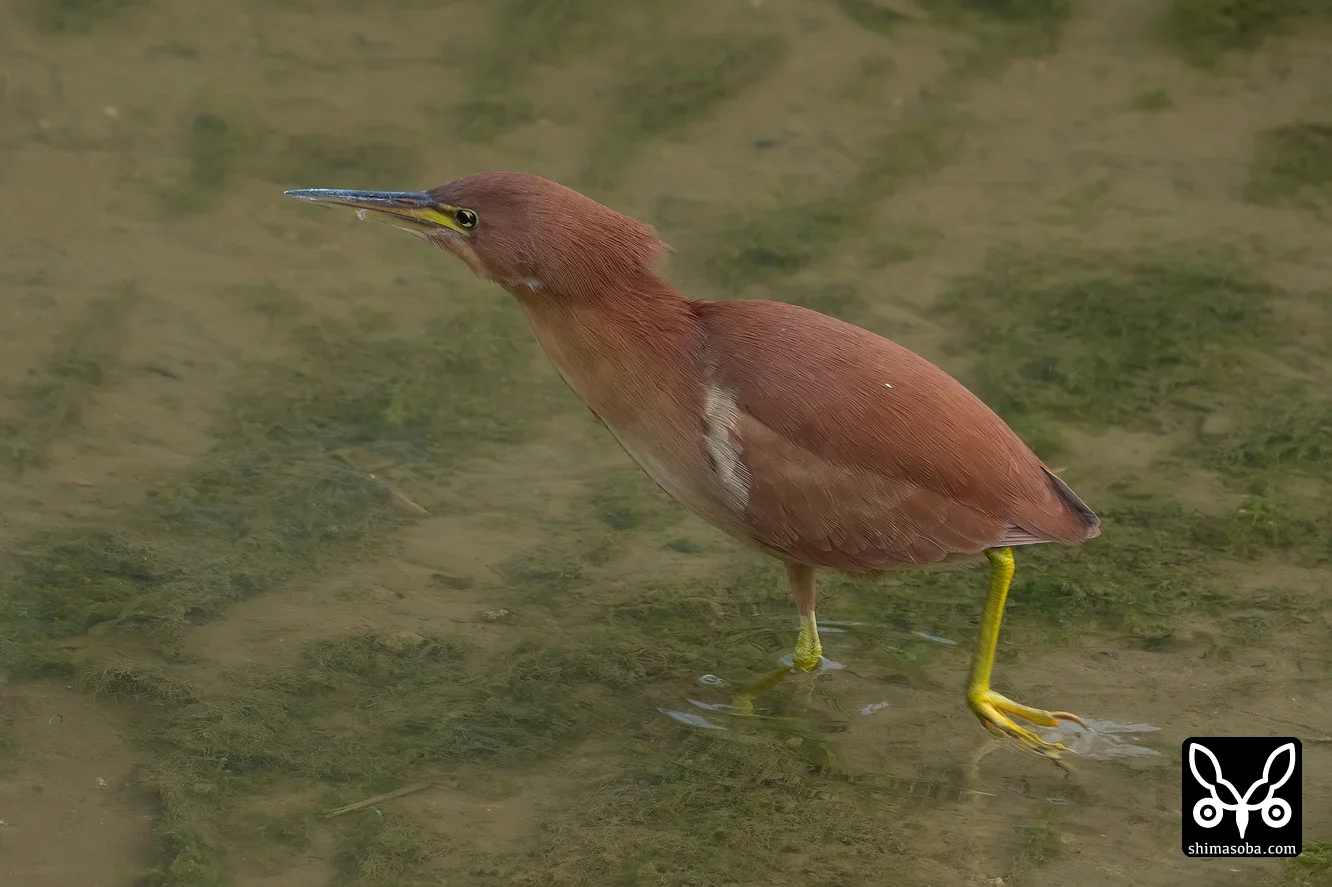 リュウキュウヨシゴイ
