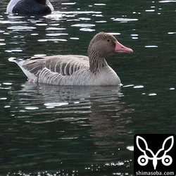 大晦日にお初となったハイイロガン。成鳥でいいのかな。