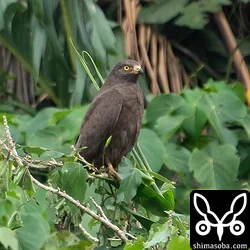4年目のブラックサシバ。暗色型は何度見てもかっこいいです。