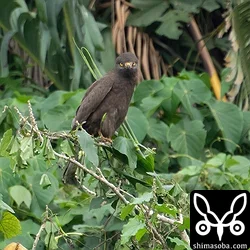 ブラックサシバの正面顔はかわいい。^^