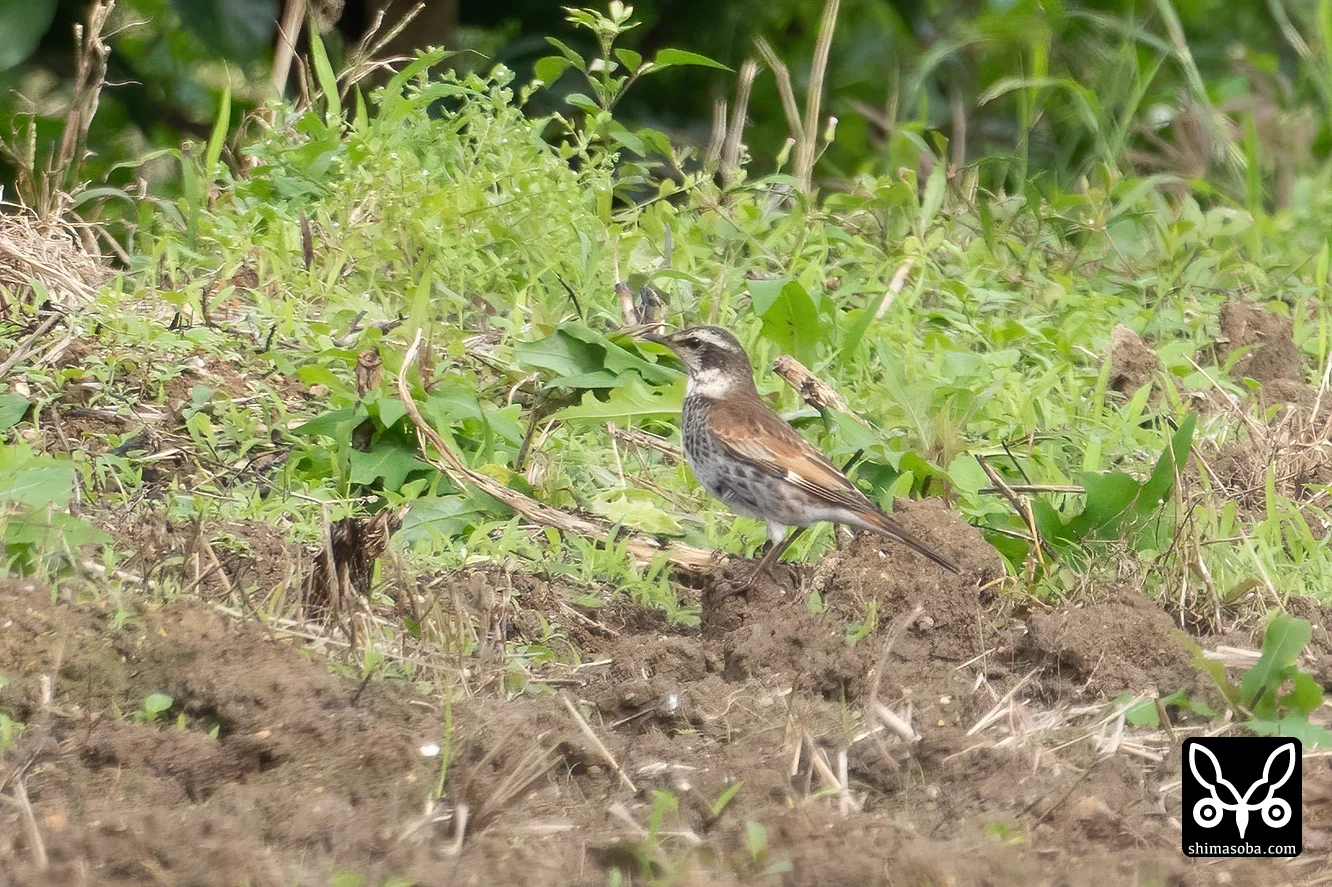 ツグミ