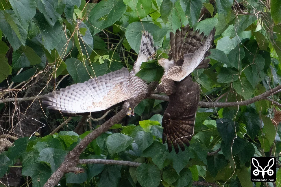サシバ