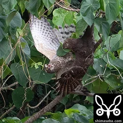 左の成鳥メスの方が形勢不利の模様。