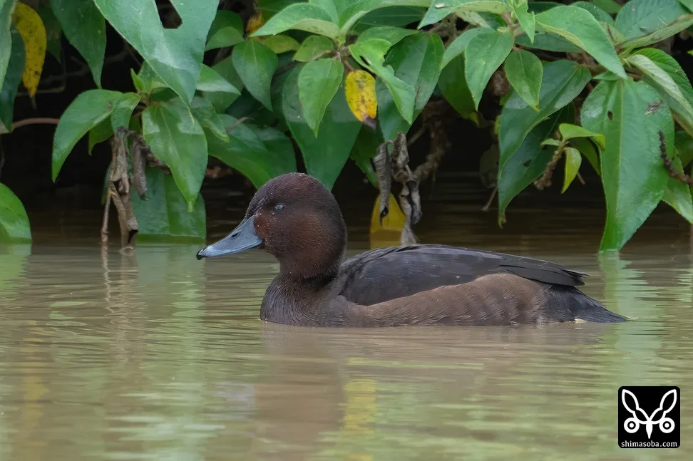 メジロガモ