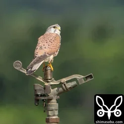 チョウゲンボウの成鳥オス。色が淡い個体です。