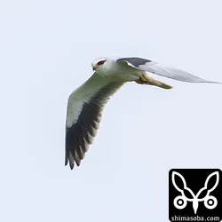 上の巣立ちビナなちの親鳥。空中での給餌も見せてくれました。