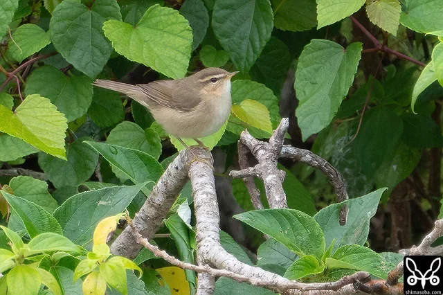 この日は、枝先に現れることが多く、動画も撮れました。