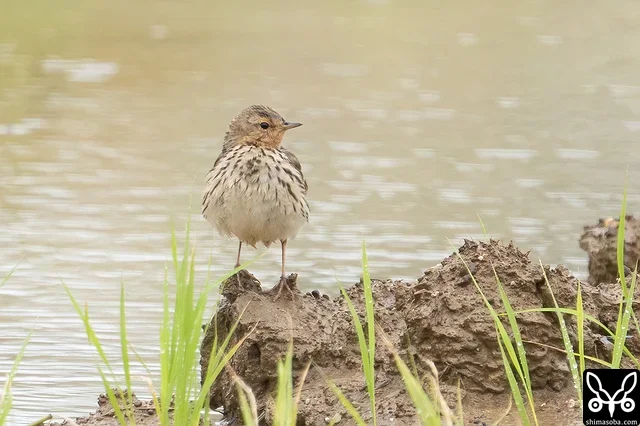 こちらの個体は夏羽に変わりつつあるようです。
