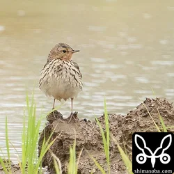 ムネアカタヒバリ