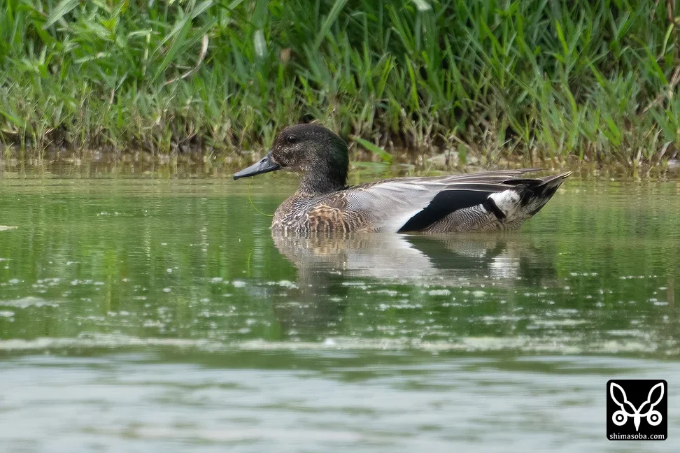 ヨシガモ