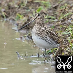 タシギ
