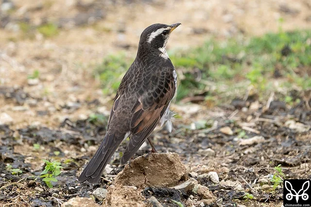 ツグミの成鳥。中央尾羽あたりに残るのは幼羽かと思いましたが、そうでもないみたい。