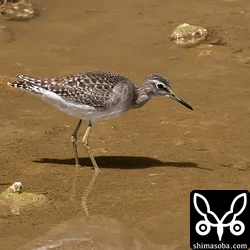タカブシギ