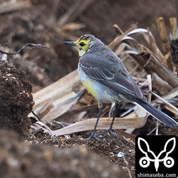 キガシラセキレイ第1回冬羽から夏羽へ換羽中。この翌日、同じ場所で別個体も確認されました。