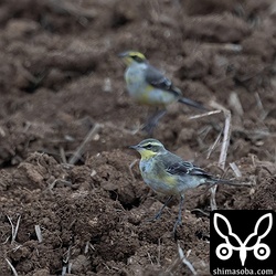 ツメナガセキレイ第1回冬羽から夏羽へ。石垣島で越冬する個体はほとんど幼鳥です。