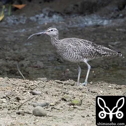 チュウシャクシギ