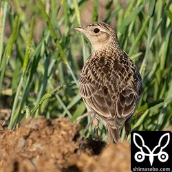 愛知で鳥見　田んぼの小鳥たち