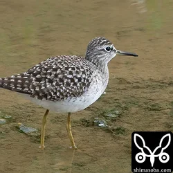 タカブシギの夏羽。毎年、かなりの数がやってくるのですが、この春は少なかったです。
