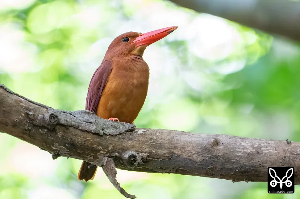リュウキュウアカショウビン