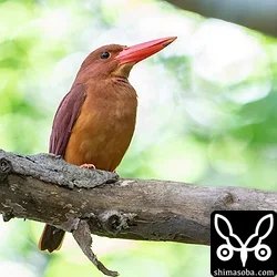 リュウキュウアカショウビン