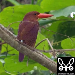 リュウキュウアカショウビン