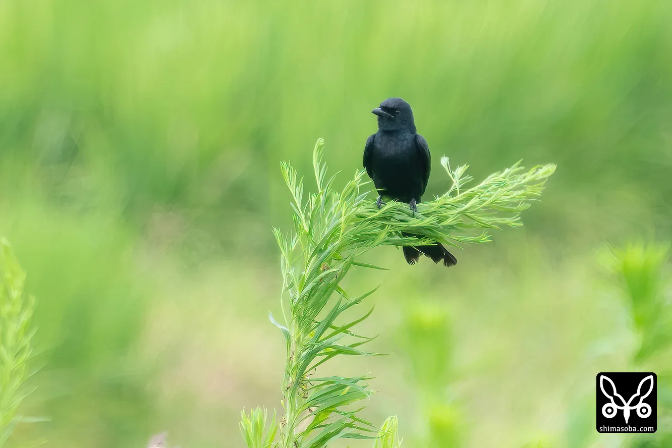 オウチュウ