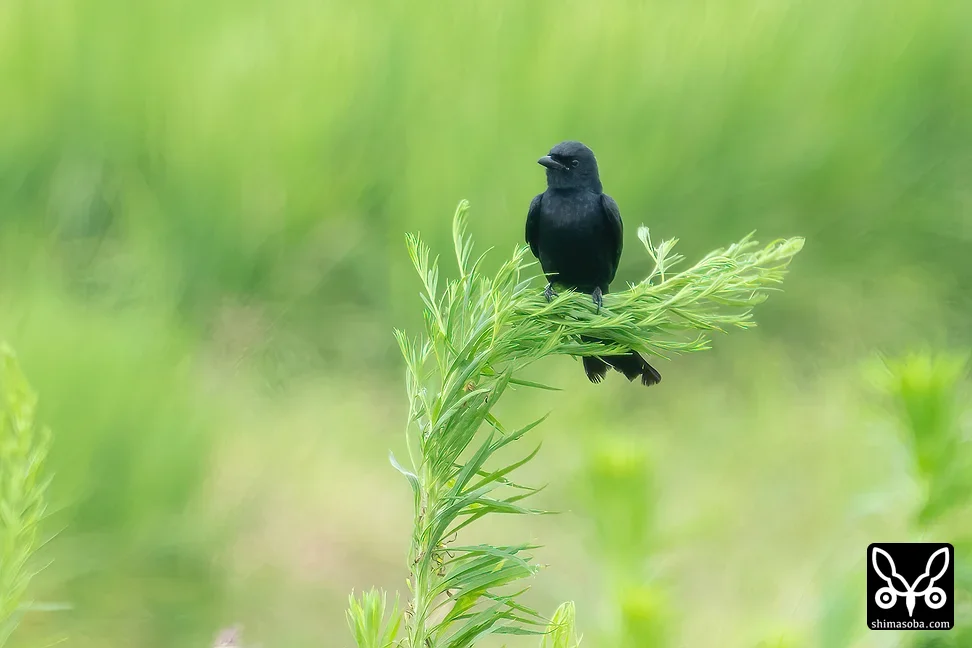 オウチュウ